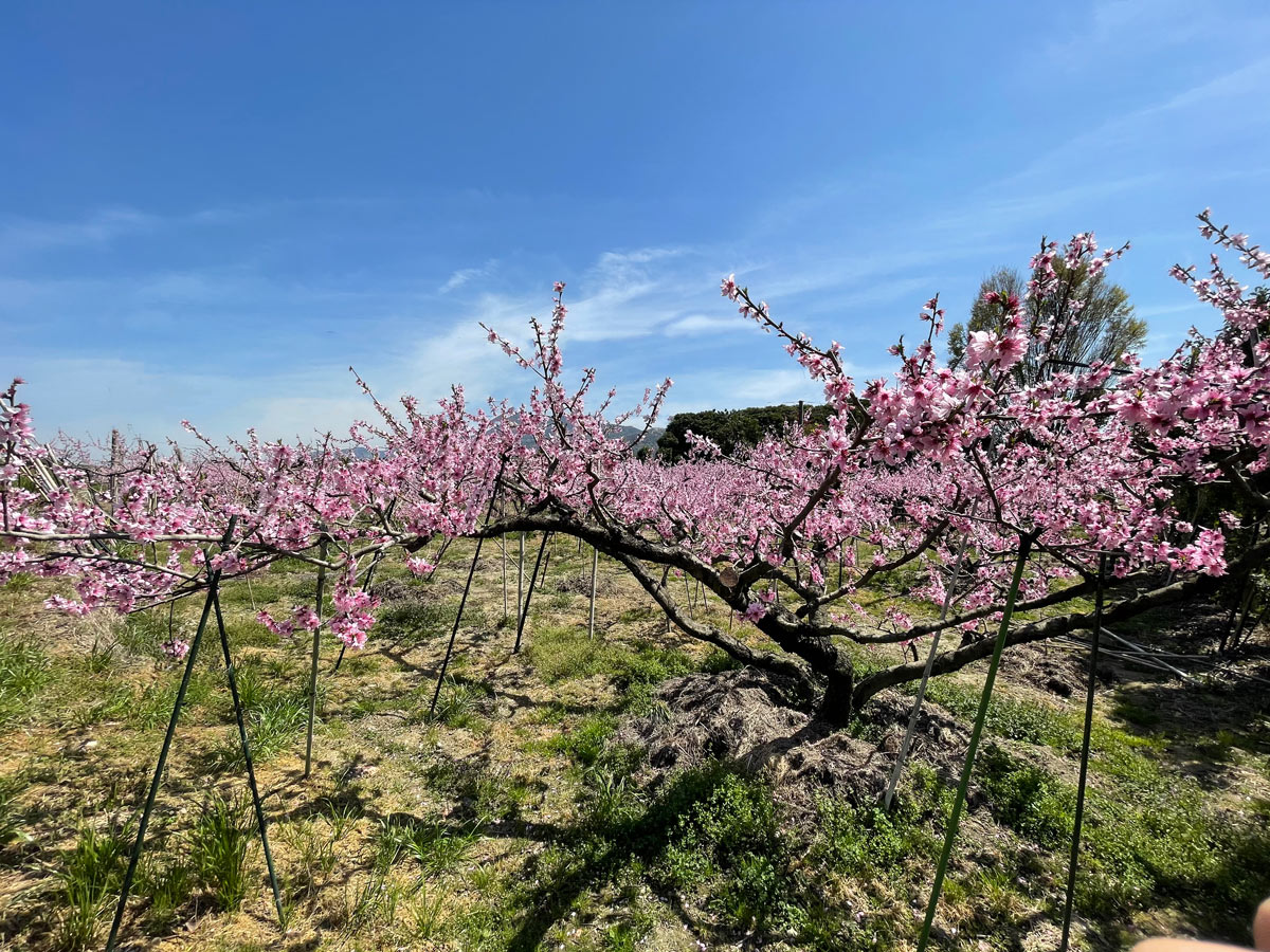 桃山町 イメージ